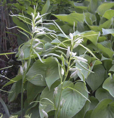 Hyacinthoides_non-scriptaRimg0432.JPG