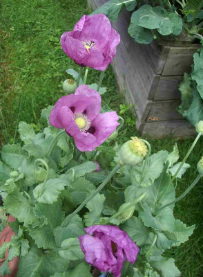lila_Mohn.jpg