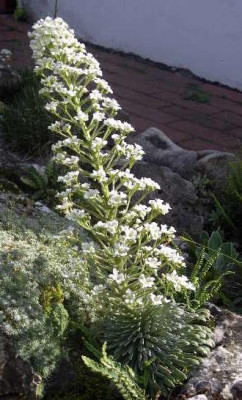 Saxifraga_longifolia_2005-06-02.JPG