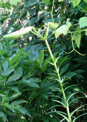 Lilium-regale_china1.jpg