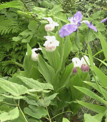 Cypripedium_Ulla_SilkensRimg0450.JPG