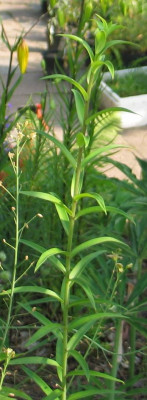lilium-china-nichtregale.jpg