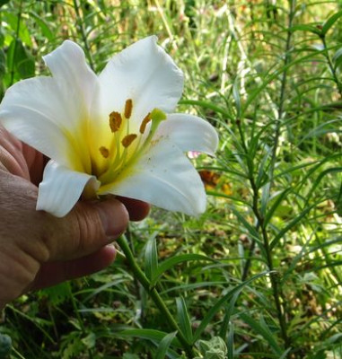 liliumregale-samlingbot2.jpg