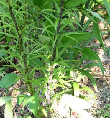 liliumregale-ax2.jpg