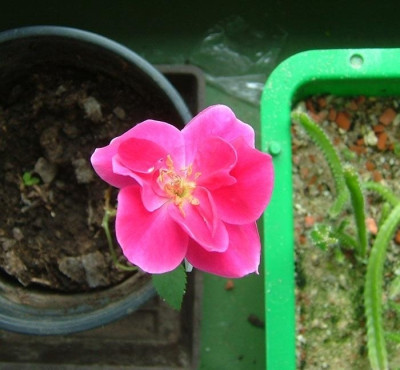 Leuchtpinkie008.jpg