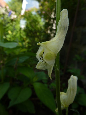 Aconitum_barbatum_fars_2012.jpg