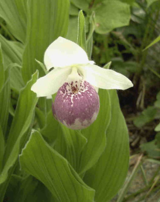 Cypripedium_Ulla_SilkensRimg0451.JPG