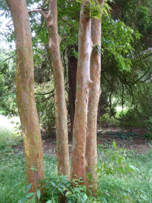 Stewartia_pseudocamellia_1_fars_2012.jpg