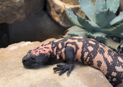 Gilamonster.jpg