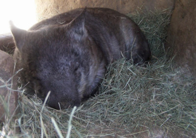 Wombat.jpg