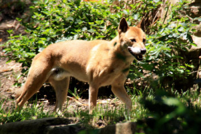 Dingo.jpg