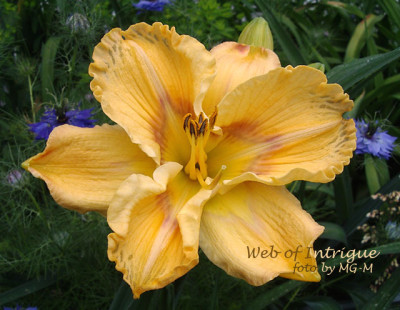 Imgp0118WebOInt.jpg