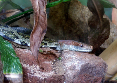 Red-headed_Ratsnake.jpg