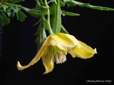 fruticosa_Anna.jpg