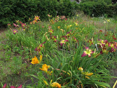 saemlingsgarten1.7.jpg