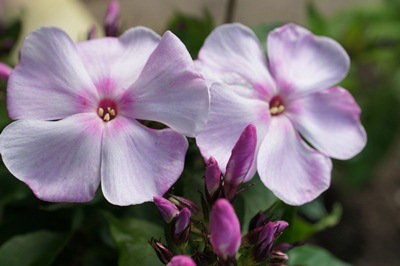 Phlox_p._Rosenlicht.JPG