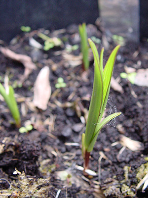 Lilium_duchartrei_mini.jpg