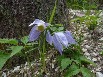 Clematis_alpina_fars_2012.jpg