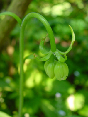 lilium_martagon_var_pur.jpg