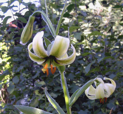 Lilium_ciliatumRimg0425.JPG