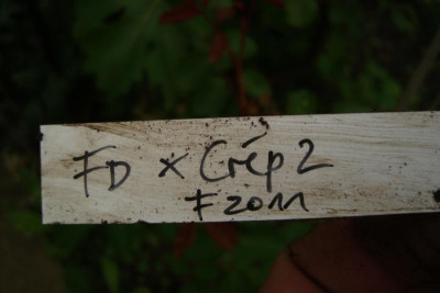fbb_prinzesschen_2012_zg2.jpg