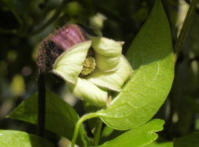 ianthina_var._violacea.jpg