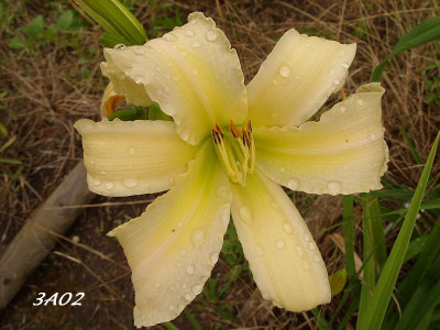 3a02_SS851206_k.jpg