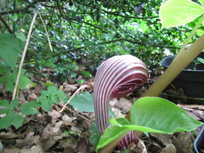 Arisaema_fargesii_120601.jpg
