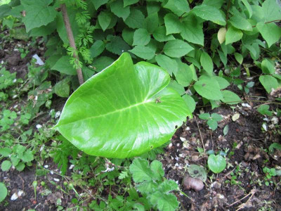 Arisaeima_tiarello_120601.jpg