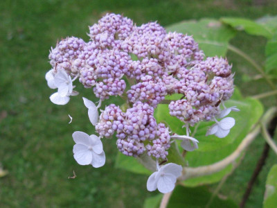 Hydrangea_sargentiana_Speckhard_Gartenpur.jpg