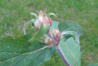 Hydrangea_aspera_Sam_MacDonald_Gartenpur.jpg