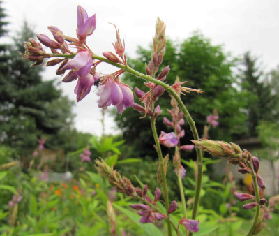 Desmodium_canadense_120701.jpg
