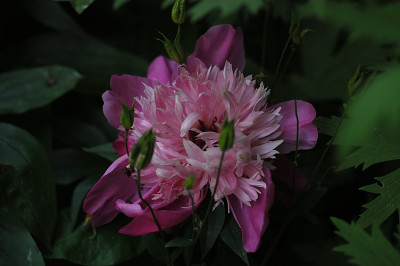 paeonienverspaetung_12068.jpg