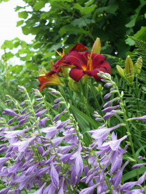Hosta-Hem-Bluten-Kombi.jpg