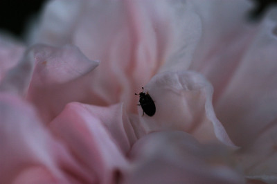 swithumexplorer_12061.jpg