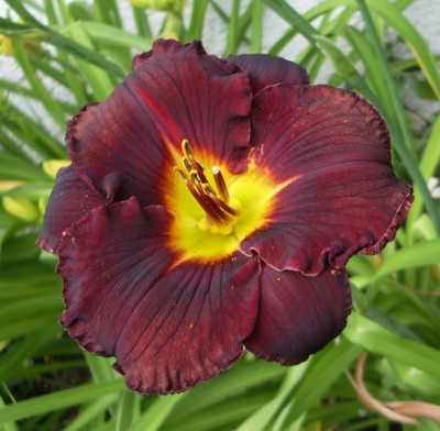 Diana_Grenfell_2012.jpg
