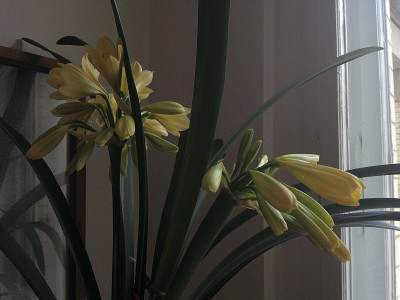 clivia-miniata-citrina_20120629_zg.jpg