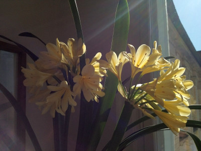 clivia-miniata-citrina_20120701_zg1.jpg