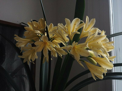 clivia-miniata-citrina_20120701_zg2.jpg
