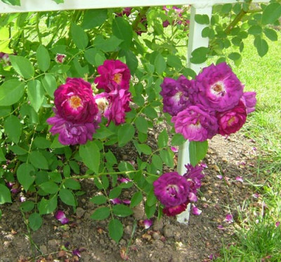 rosengartn-zweibrucken-neu.jpg