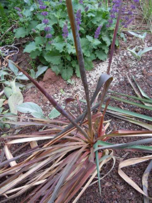 trop_wirkende_pflanzen_si_yucca_001.JPG
