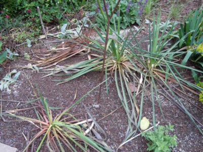 trop_wirkende_pflanzen_si_yucca_002.JPG