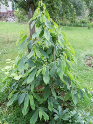 trop_wirkende_pflanzen_si_yucca_003.JPG