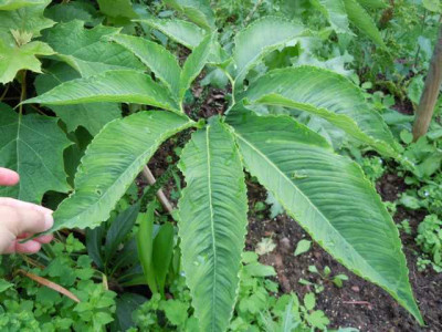 trop_wirkende_pflanzen_si_yucca_007.JPG