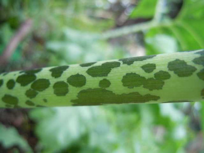 trop_wirkende_pflanzen_si_yucca_008.JPG