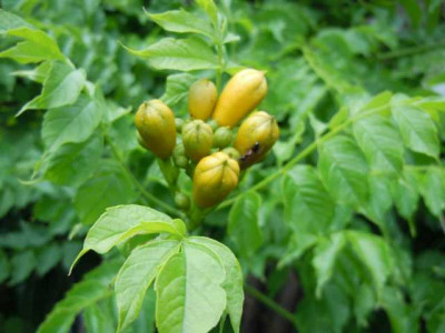 trop_wirkende_pflanzen_si_yucca_009.JPG