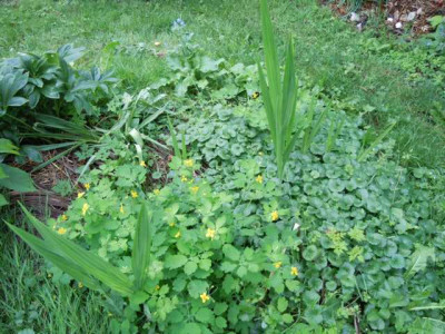 trop_wirkende_pflanzen_si_yucca_004.JPG
