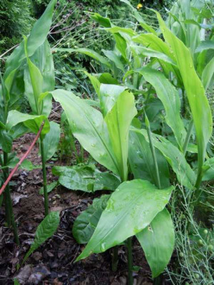 trop_wirkende_pflanzen_si_yucca_005.JPG
