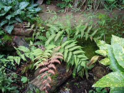 trop_wirkende_pflanzen_si_yucca_011.JPG