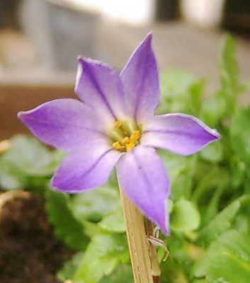 Ipheion_uniflorum.jpg